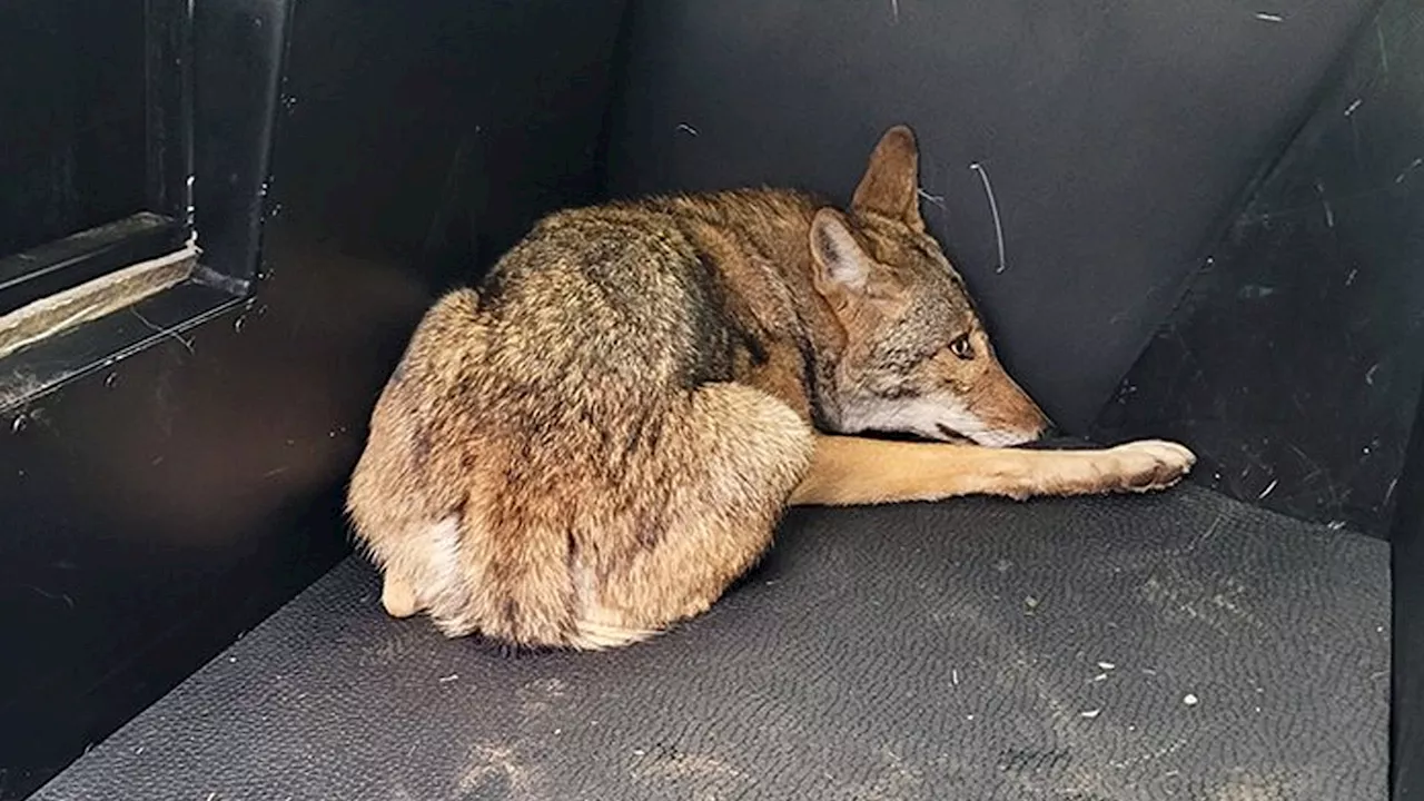 Coyote captured after 3 kids reportedly bitten at Arlington city park, rabies test results expected Friday