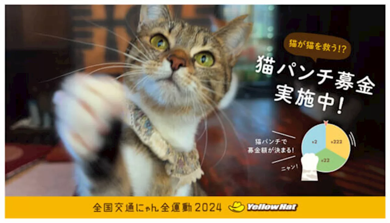 イエローハットが「全国交通にゃん全運動」 猫が猫を救う「猫パンチ募金」も（2024年2月16日）｜BIGLOBEニュース