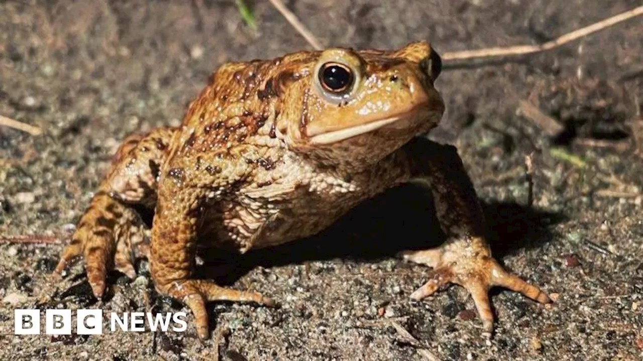 Ellesmere patrols begin to help toads cross the roads