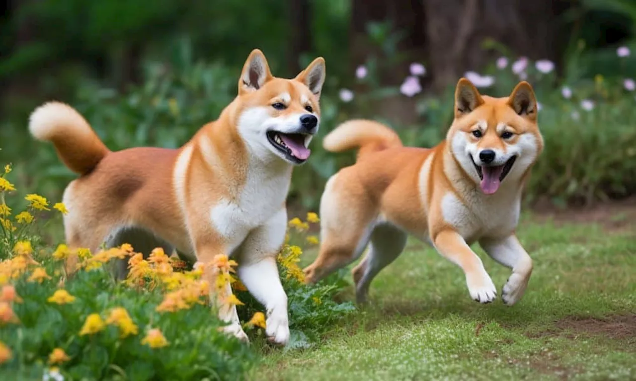 Shiba Inu: A look at what February holds for SHIB traders