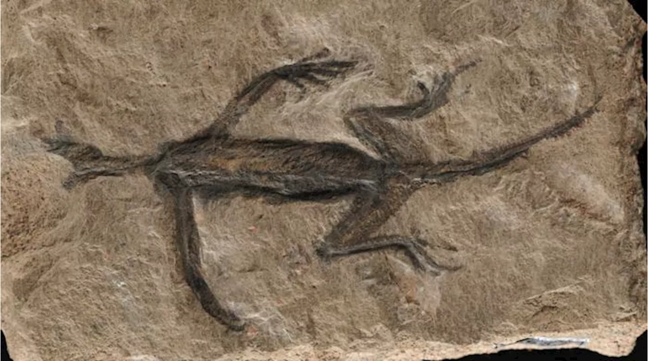 A Vital Fossil for the Evolution of Early Reptiles Might be Partially Forged