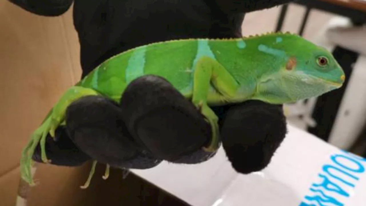 Paris : gare de l’Est, des douaniers retrouvent… 21 reptiles dans les chaussettes d’un voyageur