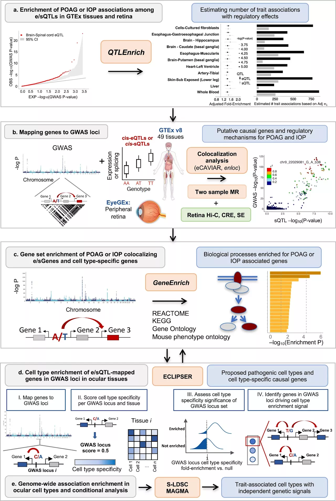 Researchers identify genes and cell types that may have causal role in primary open-angle glaucoma formation