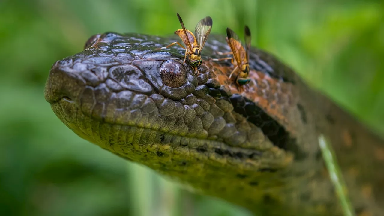 Scientists reveal new green anaconda species