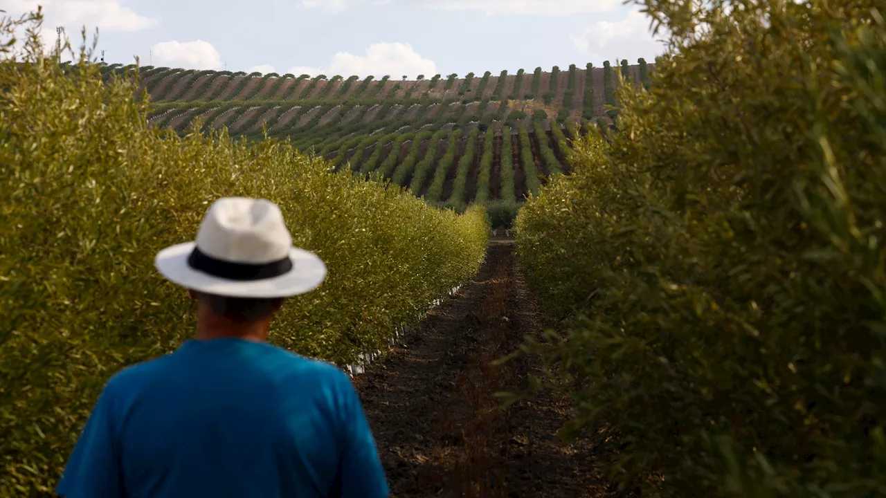 La agricultura, el 'elefante en la habitación' que consume el 80% del agua en la España de las sequías