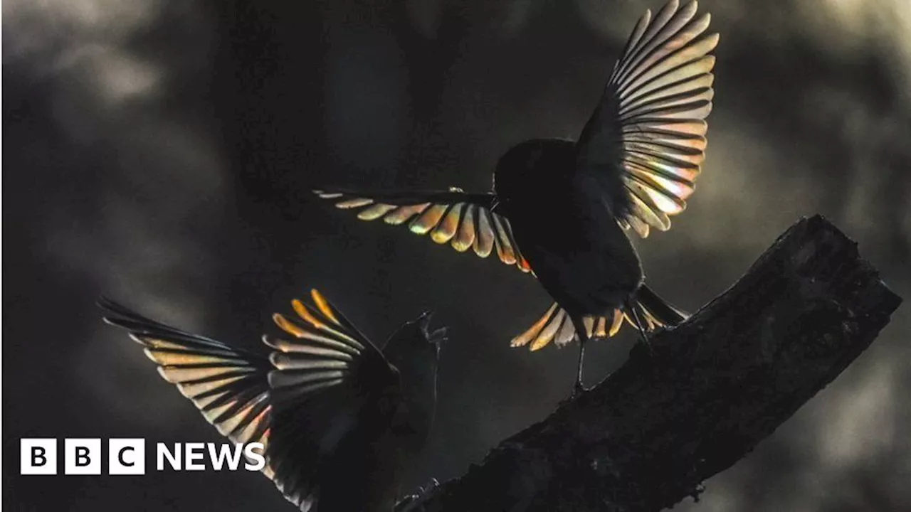 British birds photographed with rainbow wings in Shropshire