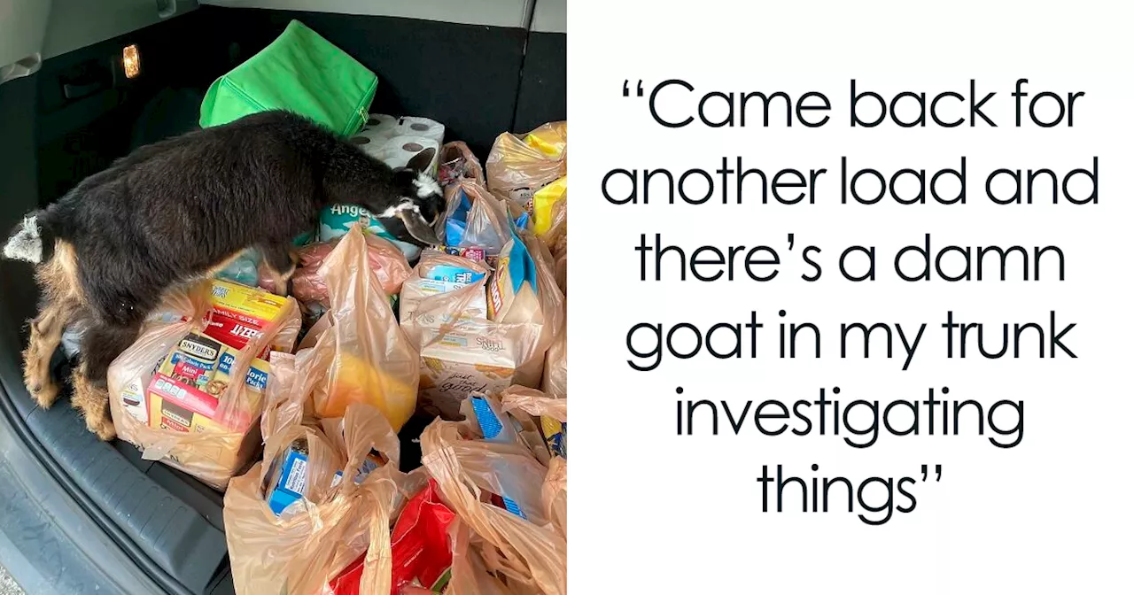 65 Hilarious Pics From ‘Instacart’ Shoppers And Their Customers To Bring A Chuckle To Your Day