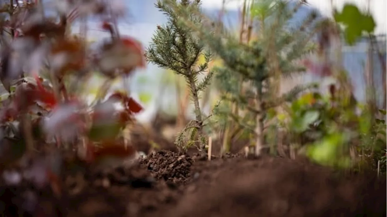 Residents in Canada Plant Tiny Forests to Give Nature More Space