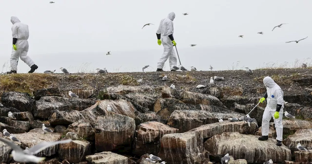 9000 kyllinger må avlives i Rogaland