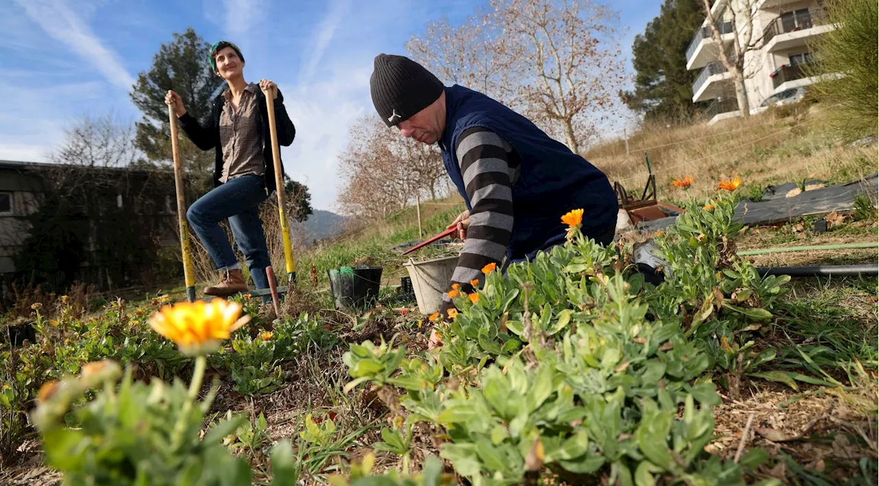 Agriculture urbaine : la première ferme florale vient d'éclore à Marseille