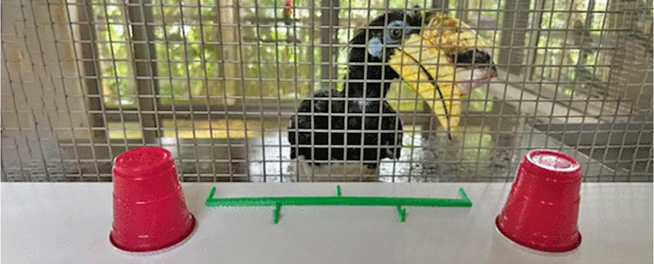 These Birds Score as High as Primates in a Puzzling Cognitive Test