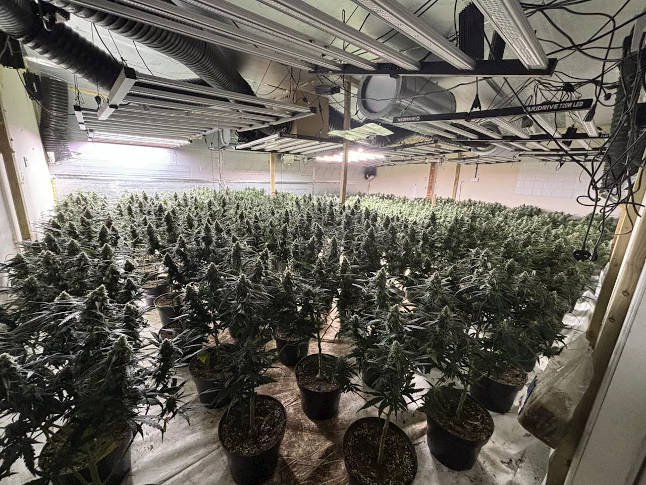 Cannabis farm worth £2.5 million discovered in Newport