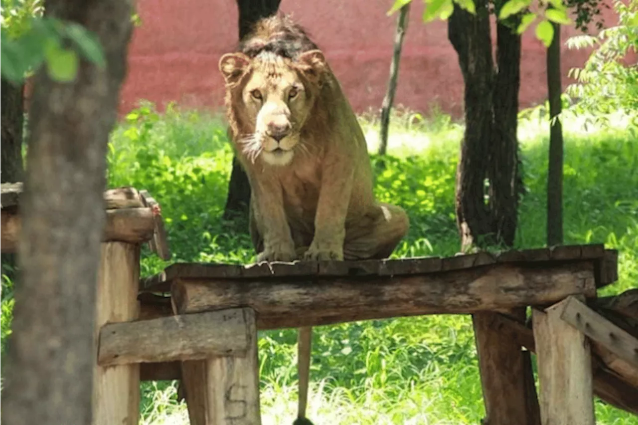 Man mauled to death by lion at Indian zoo while taking selfie