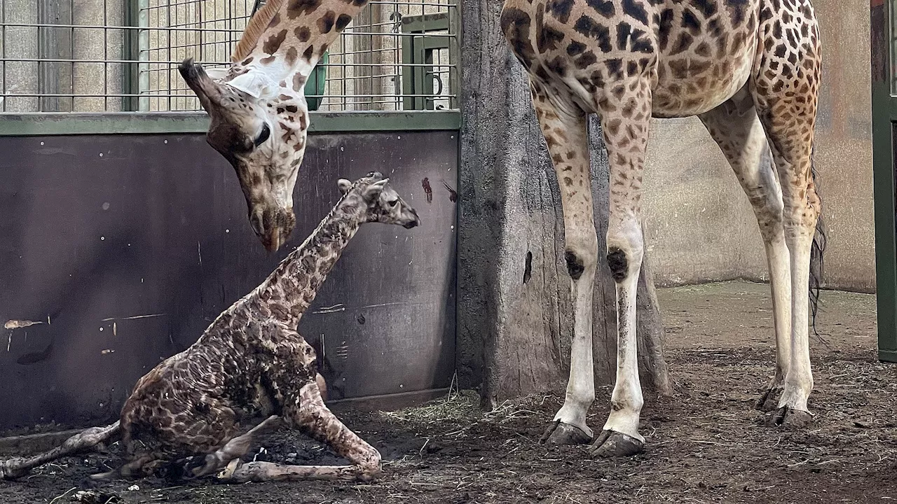 Se billederne: Aalborg Zoo har fået ny girafkalv