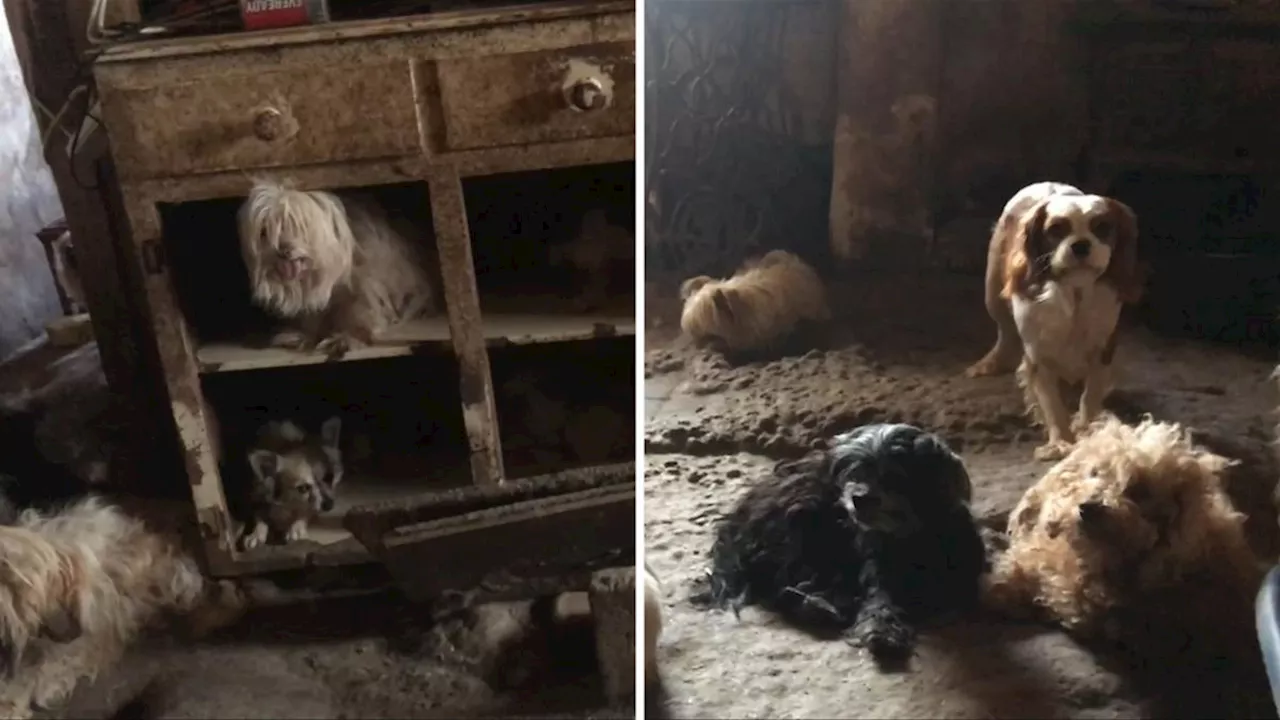 More than 100 animals rescued from squalid home in South Australia