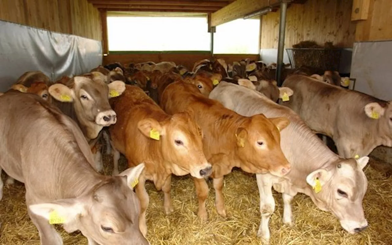 «Fleisch einlagern statt Preisdruck», fordern die Kälbermäster