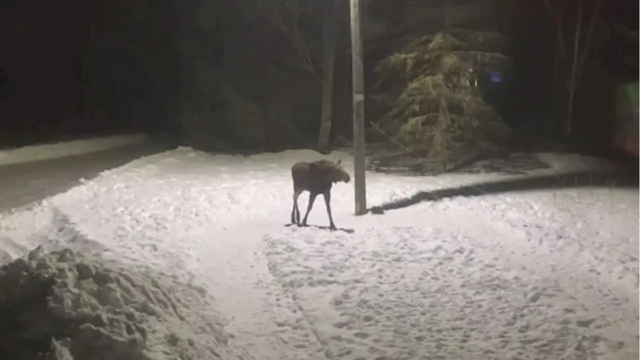 This moose was seen walking in circles around a pole for 5 minutes