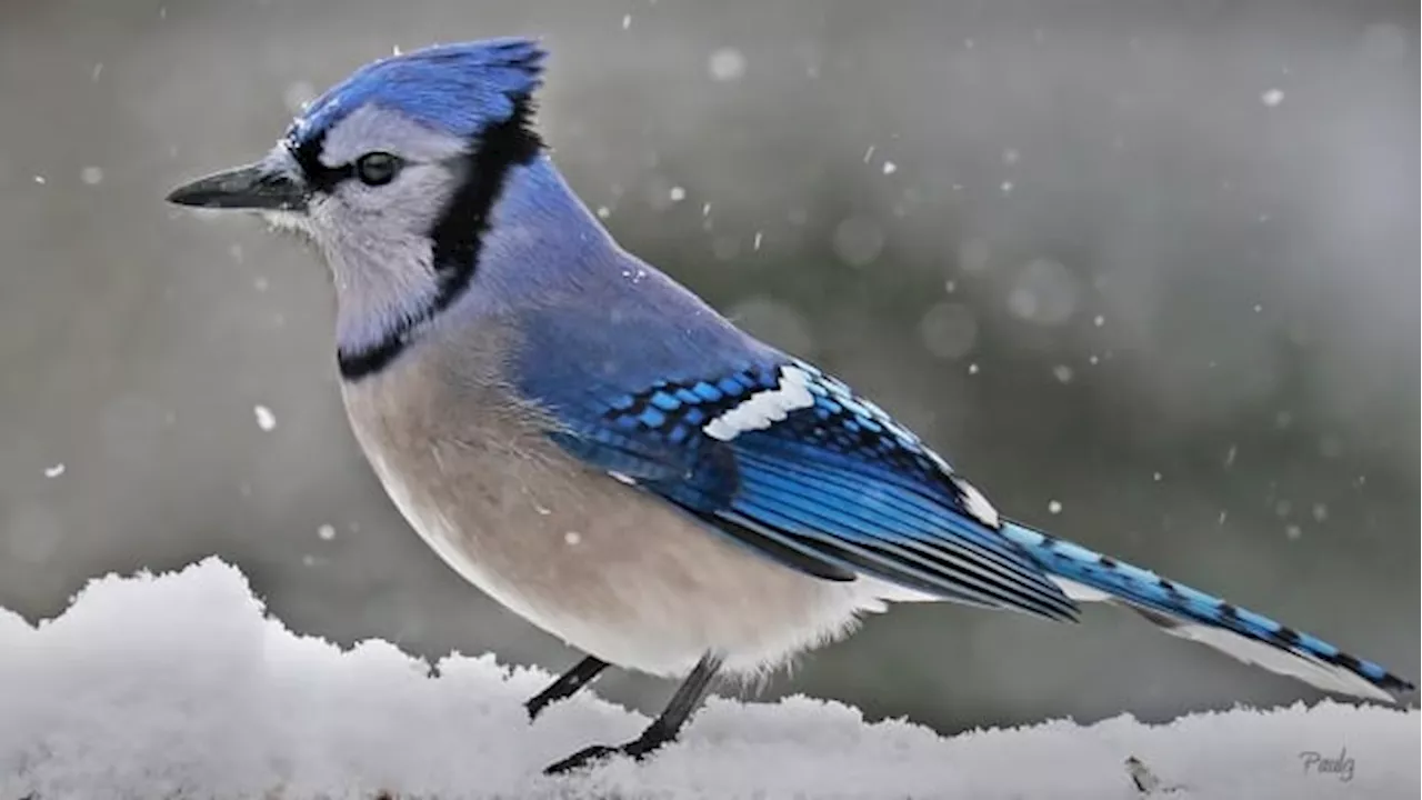 How to book some fine-feathered outdoor time and help science this weekend