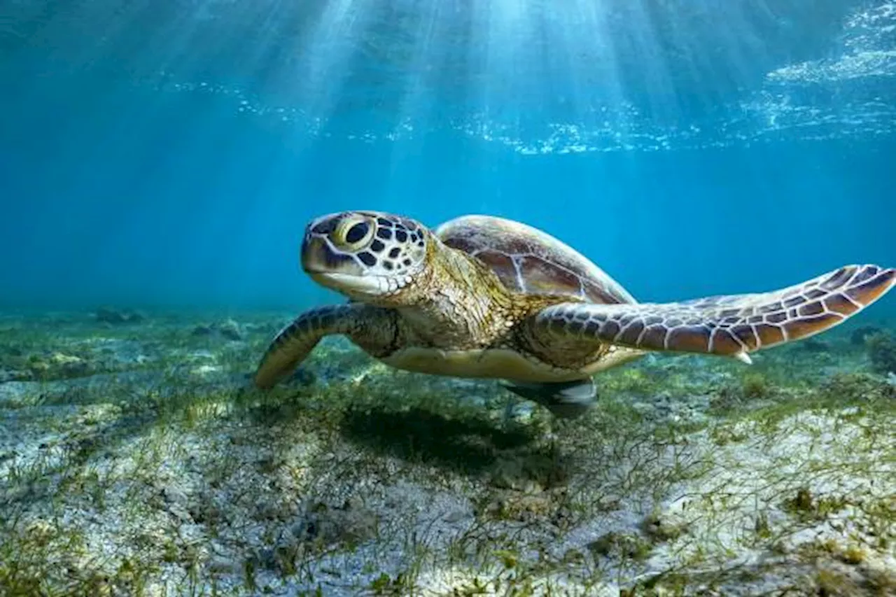 Green turtle with missing head, flippers found on Labuan's Nagalang beach