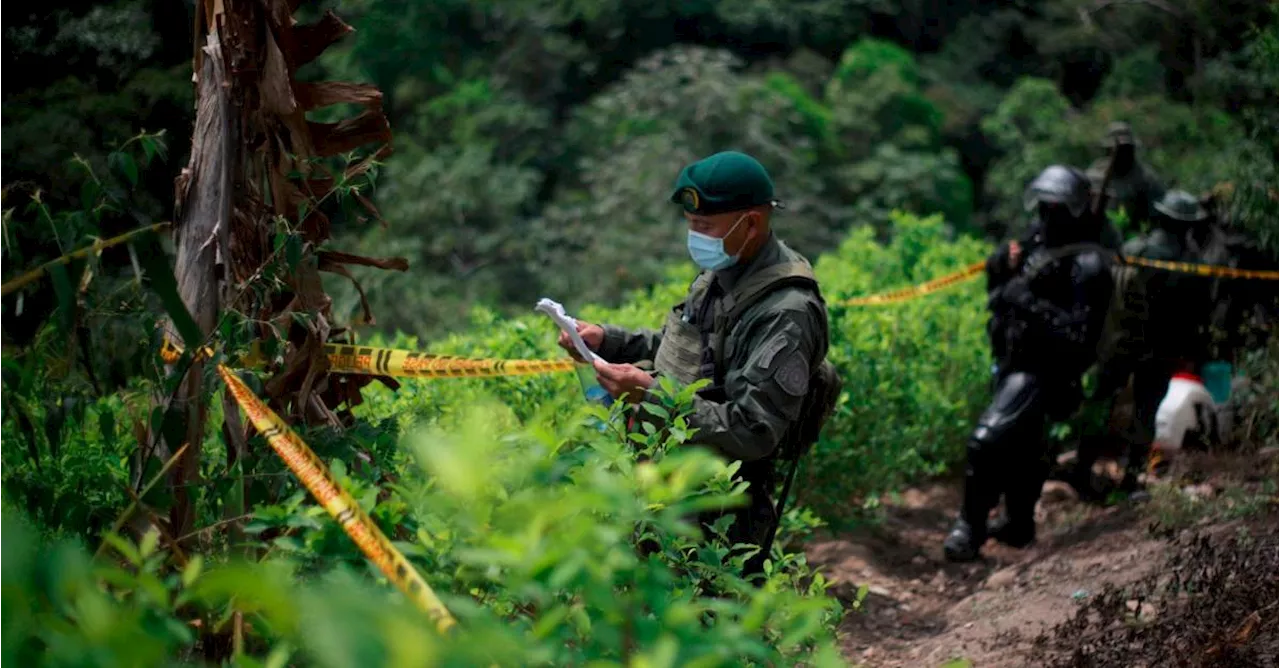 El Gobierno de Colombia prioriza la erradicación voluntaria de cultivos de coca