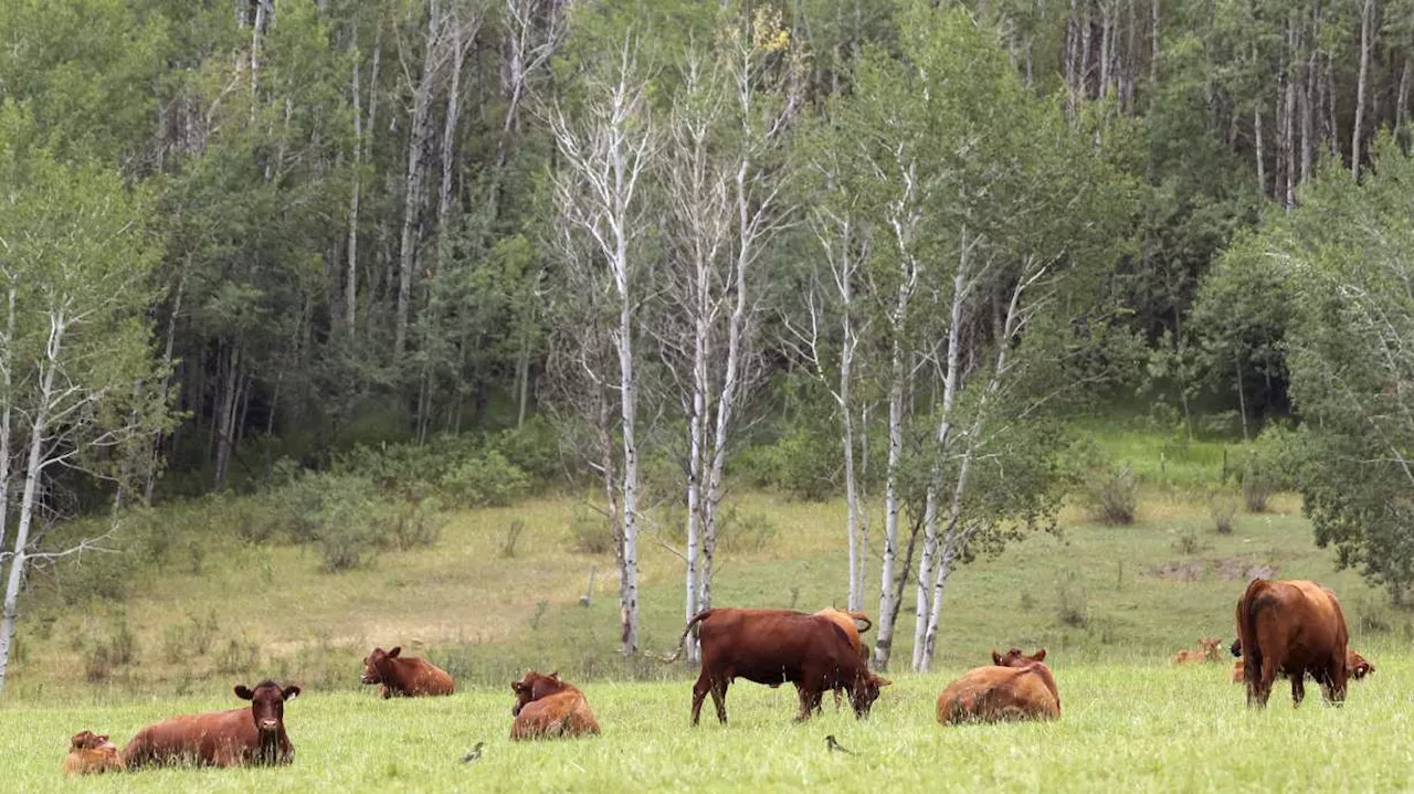 'Natural Asset Companies' and Utah's efforts to shut the door on them