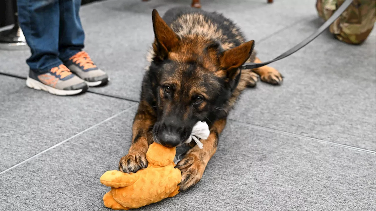 Hill Air Force Base military working dog retires after 8 years due to spinal nerve issue