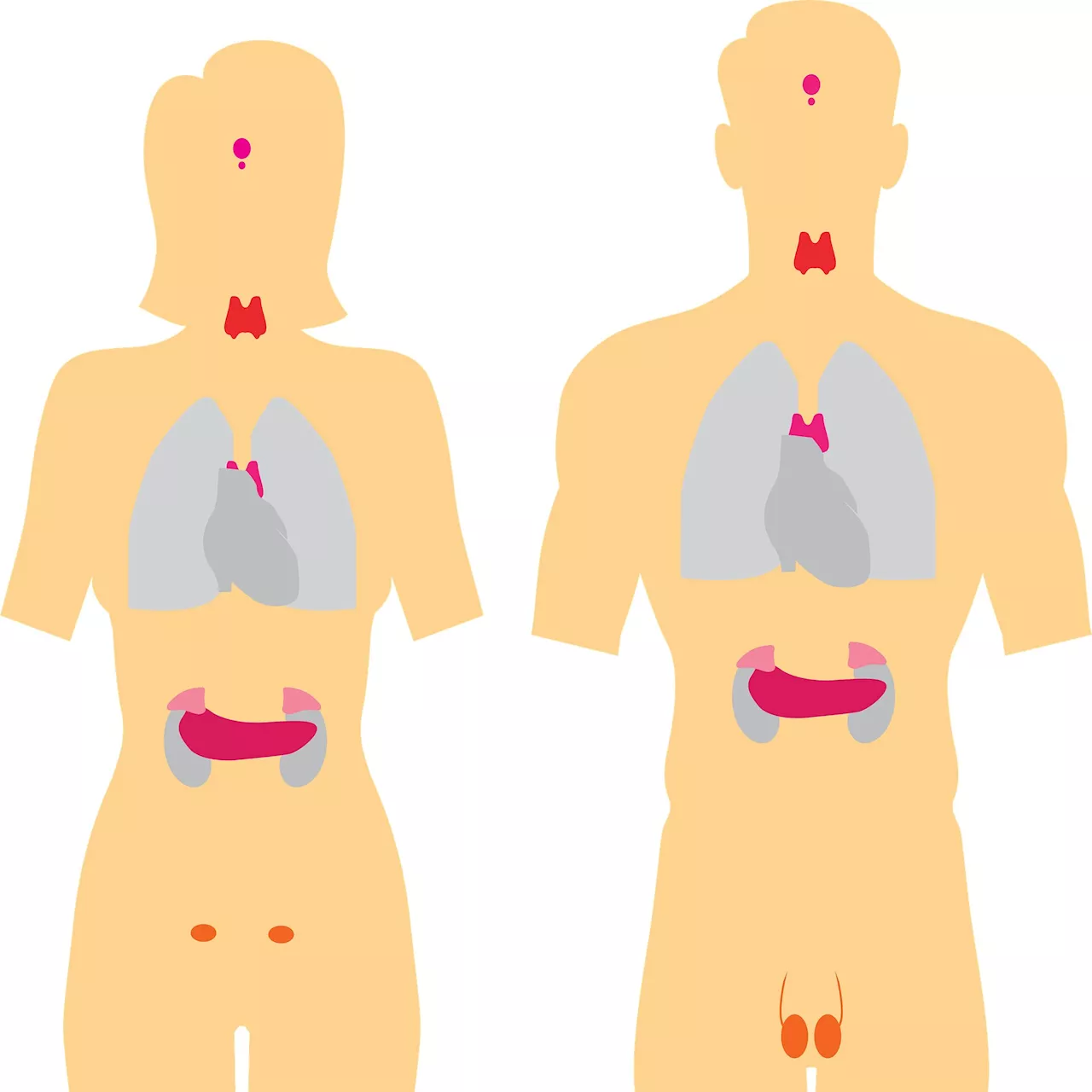 Remission of Cushing's disease associated with higher risk of developing autoimmune disease