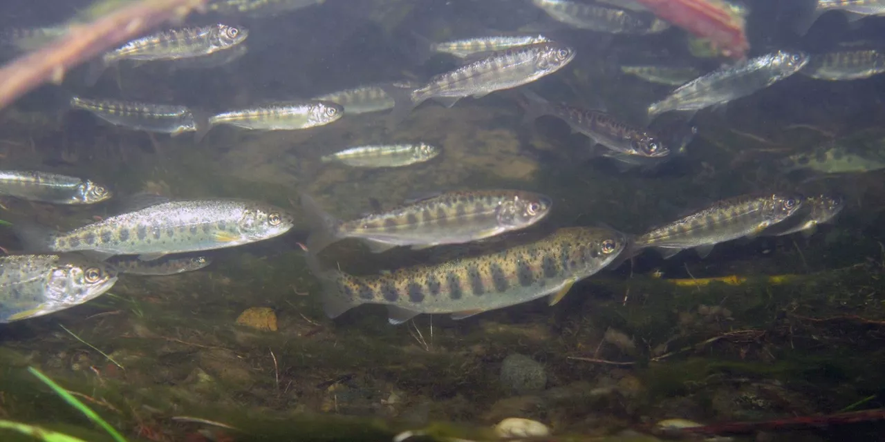 Our food source is our livelihood: a First Nation’s plea for sustainable salmon farming