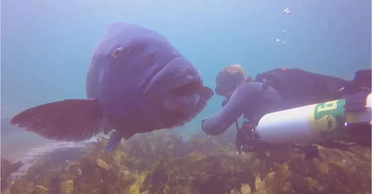 New protections for the eastern blue groper after beloved fish brutally killed in Sydney's south last year