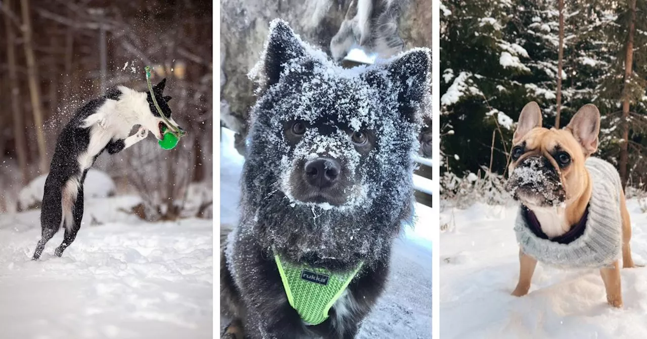 – nominera din Vintervovve här