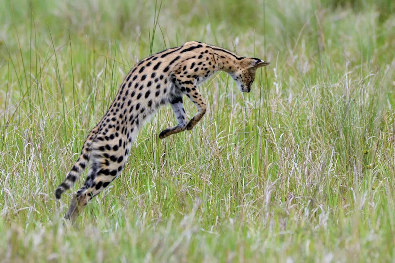 PICS: Serval catches mole!