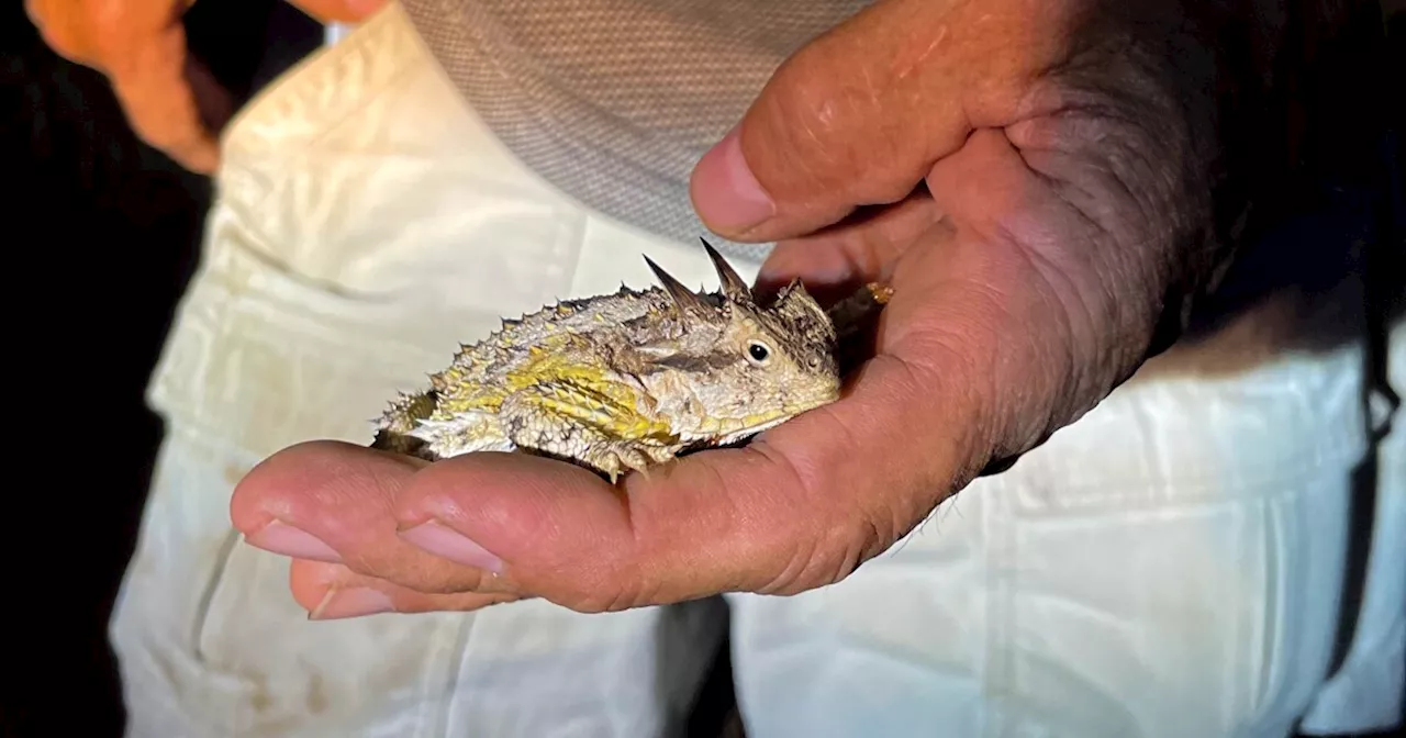 Texas Hill Country rancher creates sanctuary for threatened horned lizards