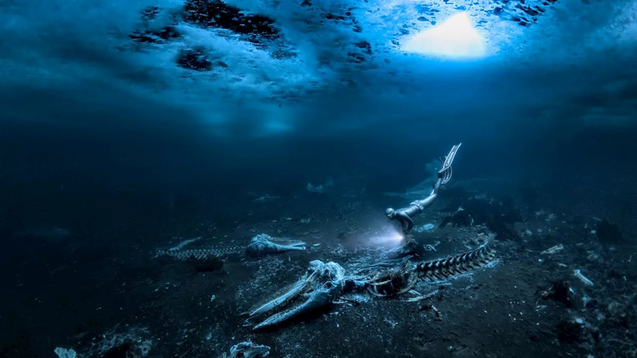 Eerie photograph captures whales hunted off Greenland lying in their watery grave