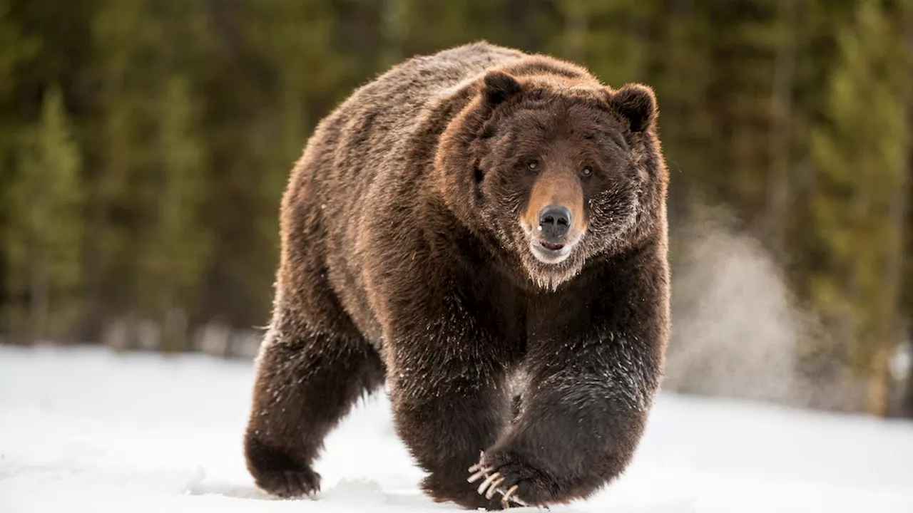 Why was a grizzly bear hanging out with a wolf pack?