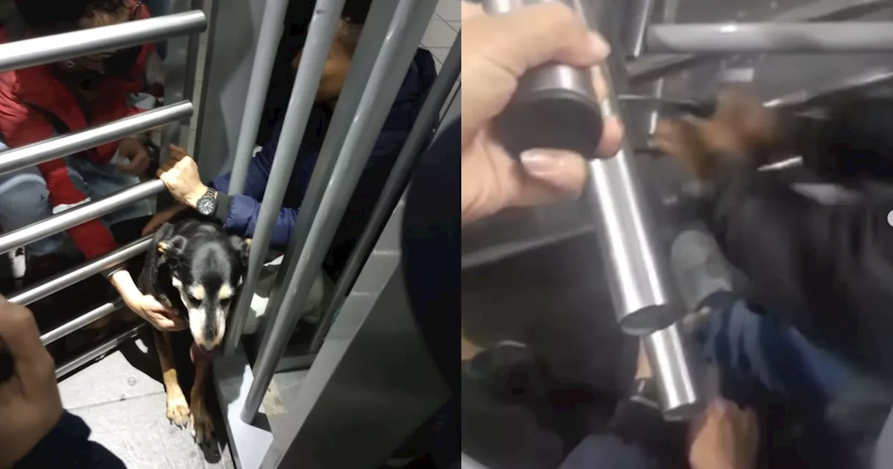 Con segueta rescataron a perrita atrapada en torniquetes anticolados de TransMilenio: terminó multado por ayudarla