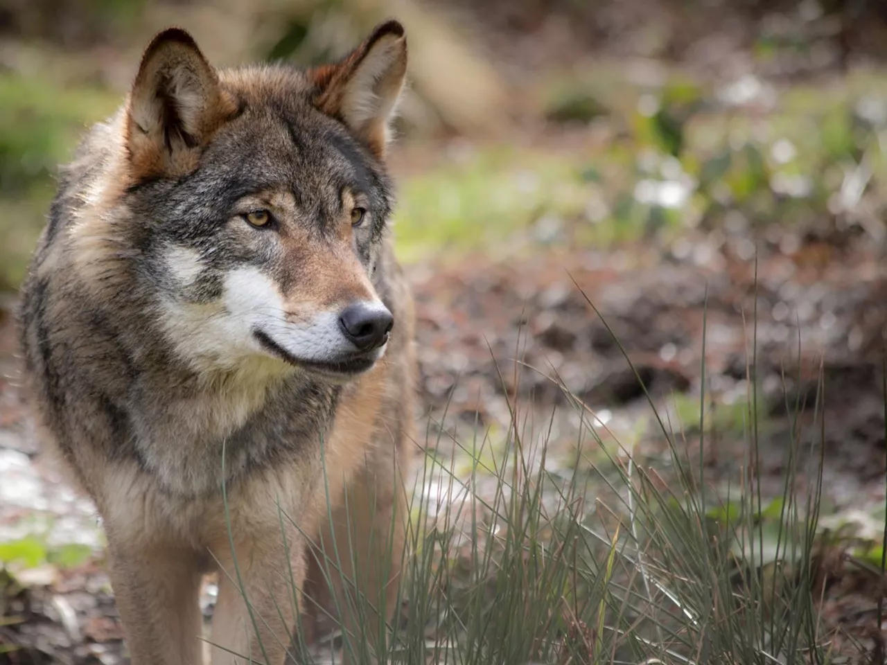 Wolf in Nenzing vom Zug getötet