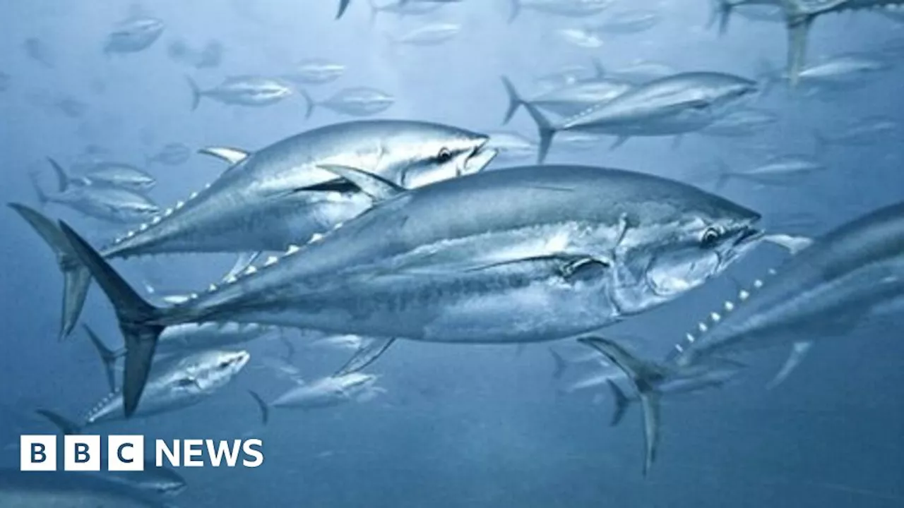 Mercury mystery: Poisonous element persists in tuna