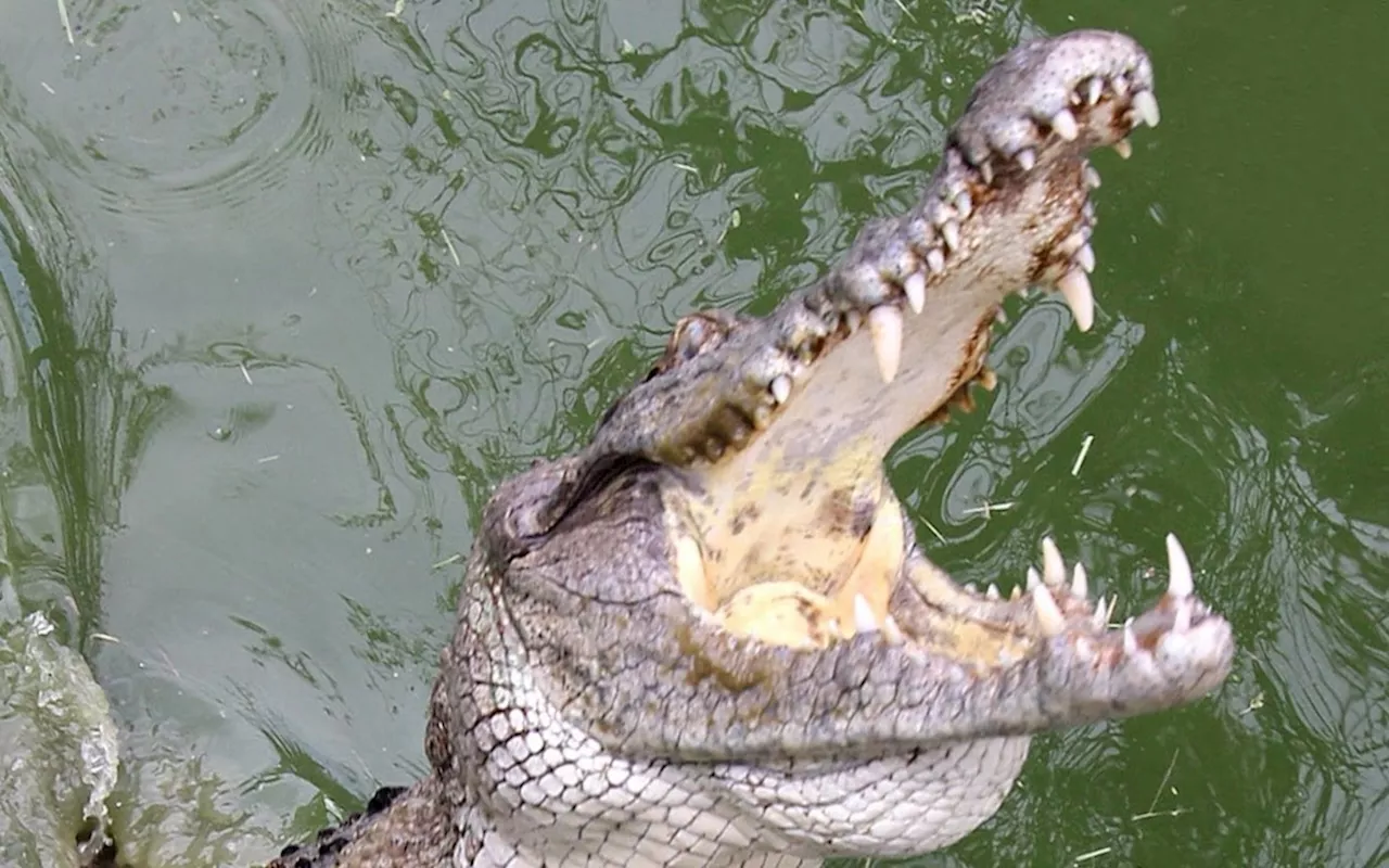 Netizens react to fisherman holding croc's tail in Tuaran