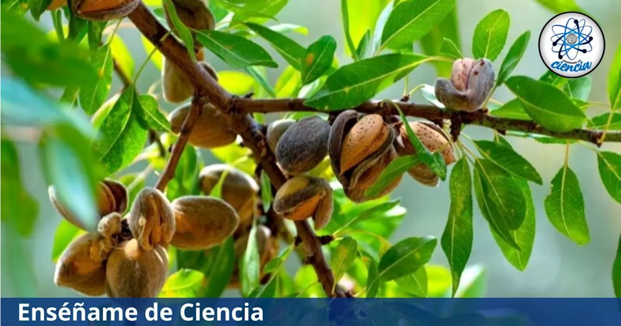 Beneficios de las almendras y cómo tener tu propio árbol en casa