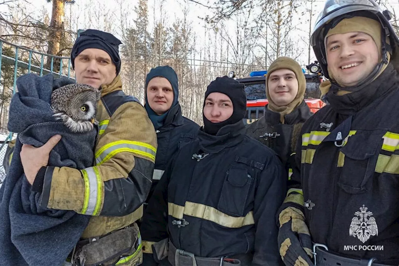 В Пермском крае пожарные спасли сову во время учений