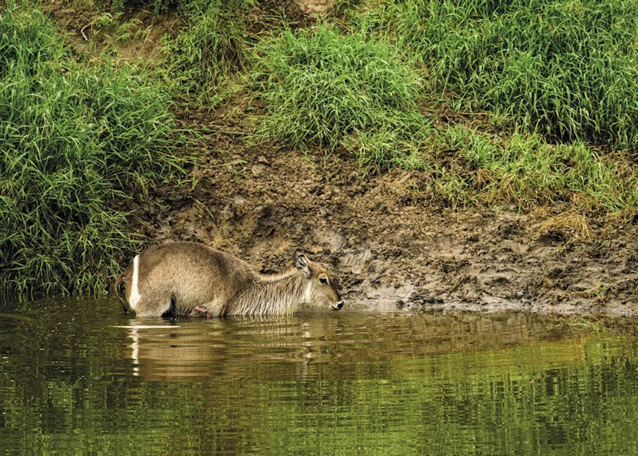 With my own eyes: Croc vs Waterbuck, Kruger Park