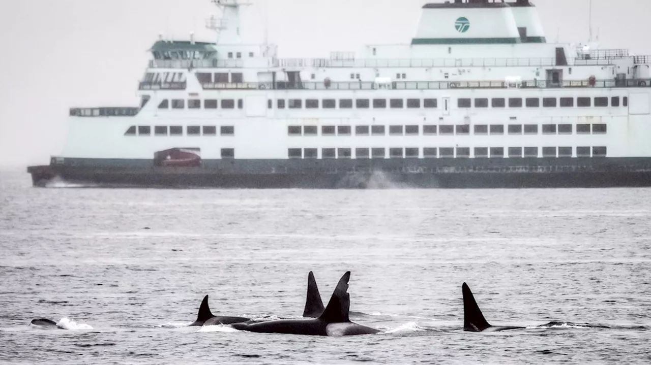 US Coast Guard launches boat alert system in Seattle to help keep whales safe