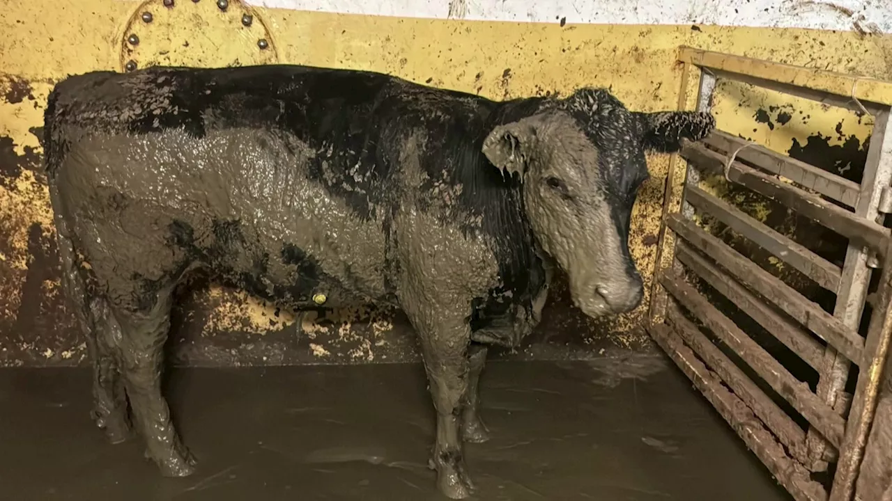 19.000 Rinder auf Schiff vor Kapstadt - wie werden Tiere in Deutschland transportiert?