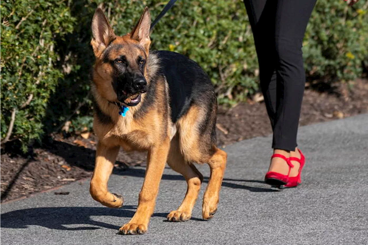 Cane di Biden ha morso uomini del Secret Service in 24 occasioni