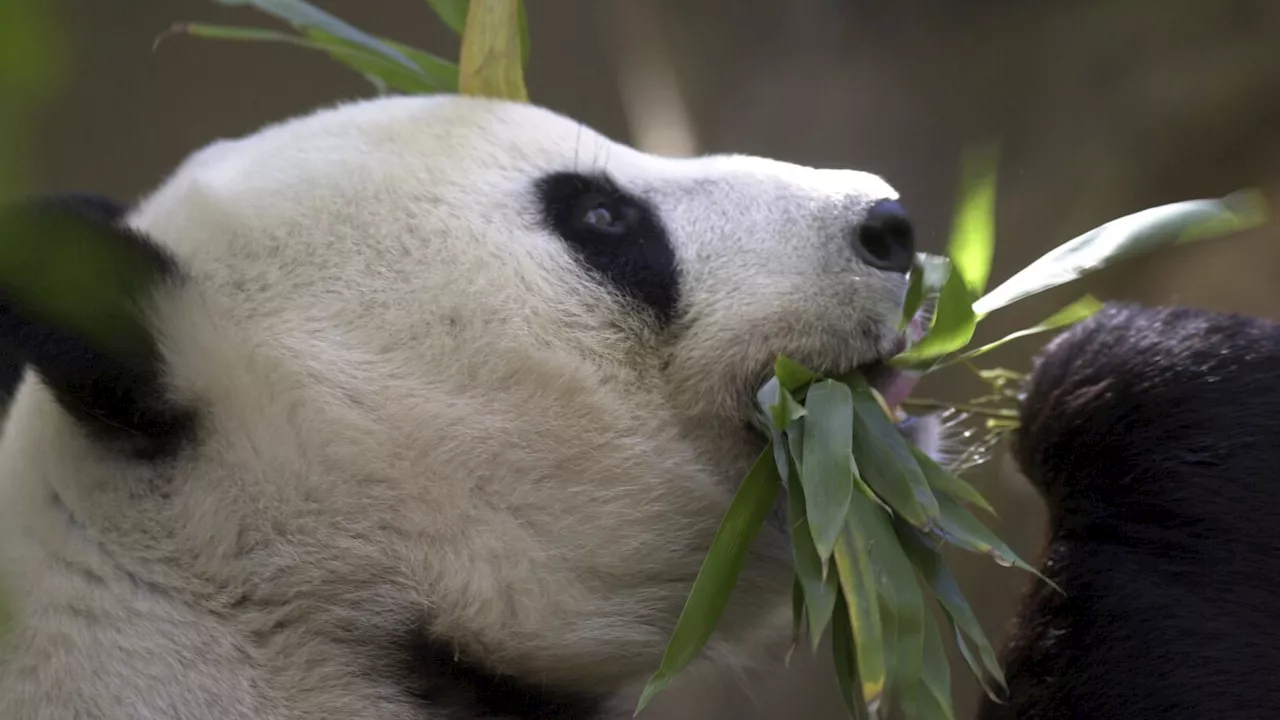 Exclusive: China plans to send the San Diego Zoo more pandas