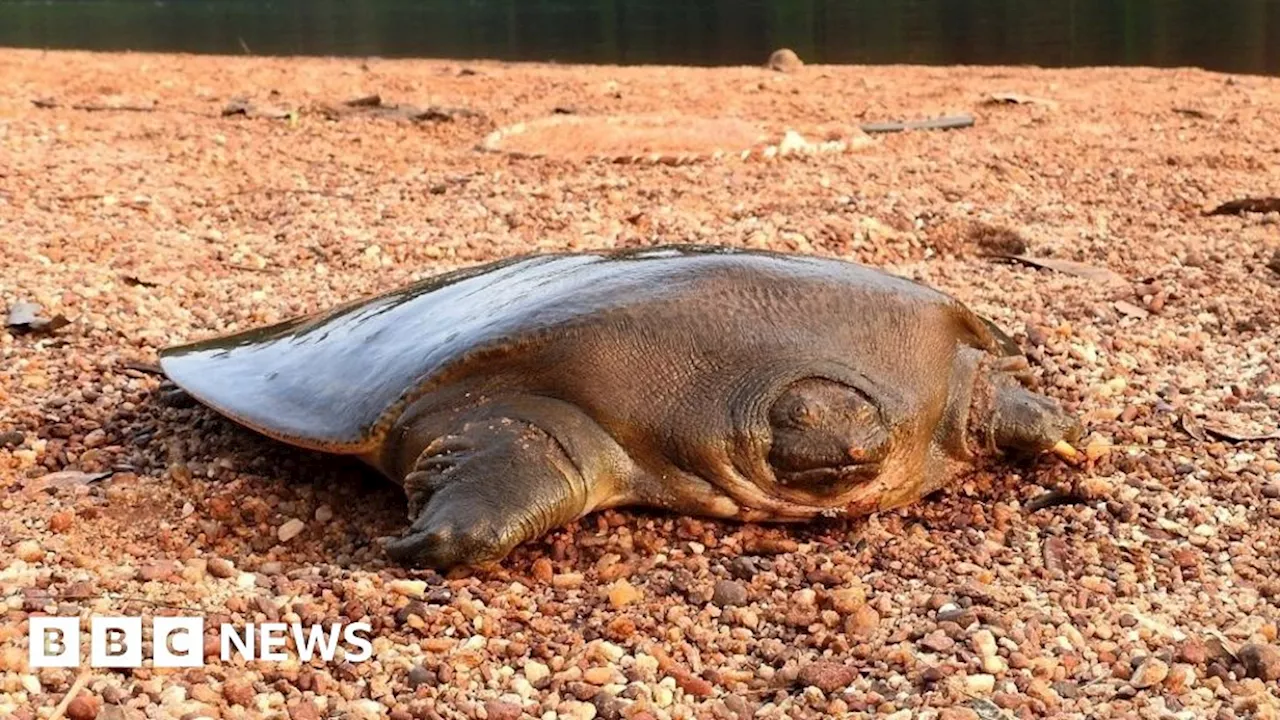 Rare turtle discovered by Portsmouth conservationists in India