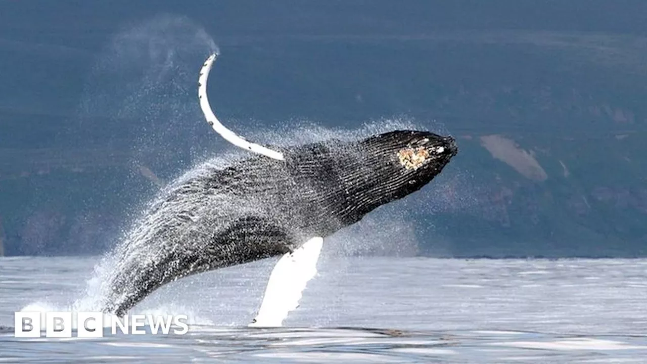 Scientists Discover How Whales Produce Haunting Songs