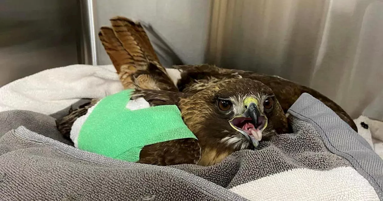 Injured hawk rescued after being shot twice by pellet gun