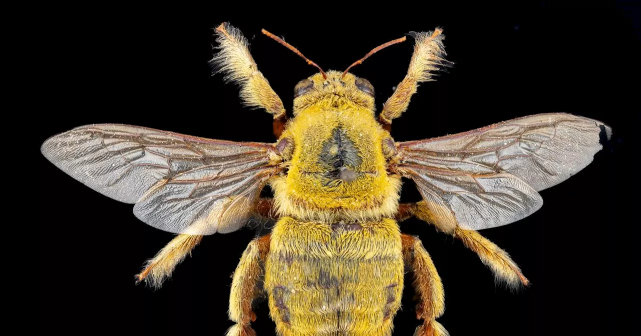 Exhibition to showcase what life is like as a bee