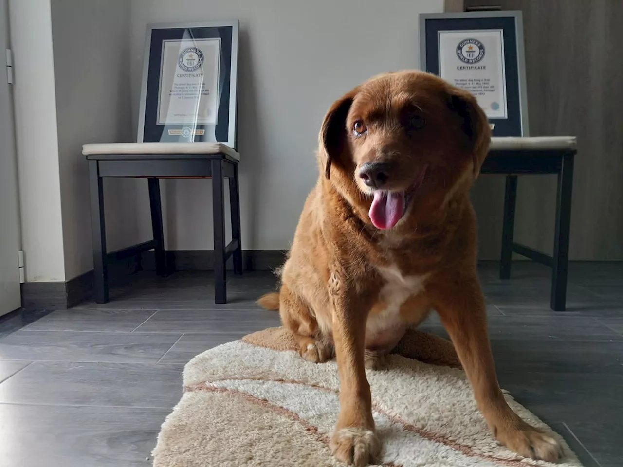 World’s Oldest Dog ‘Bobi’ Stripped Of Guinness World Record Over Lack Of Evidence